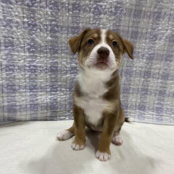 German Shepherd Dog and Collie Dogs Available for Adoption in Puslinch, Ontario - Denali | PetCurious