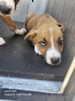 TOPH -  Husky Dog for Adoption in San Antonio, Texas - TOPH | PetCurious