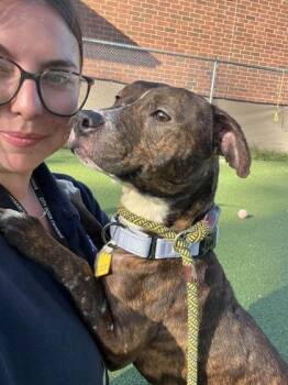 Robin -  Pit Bull Terrier Dog for Adoption in Cleveland, Ohio - Robin | PetCurious