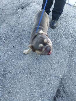 French Bulldog Dogs Available for Adoption in Fort Lauderdale, Florida - BLUE | PetCurious