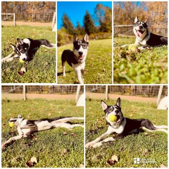 BRIGGS -  Husky Dog for Adoption in Coudersport, Pennsylvania - BRIGGS | PetCurious