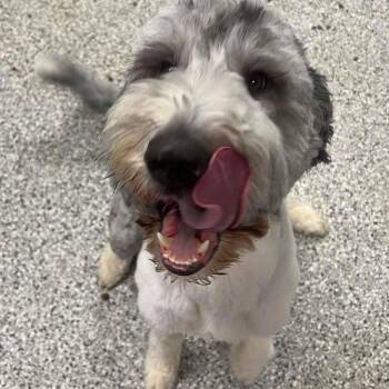 Poodle and Mixed Breed Dogs Available for Adoption - Greyhawk | PetCurious