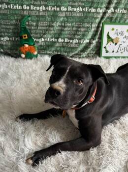 Pit Bull Terrier Dogs Available for Adoption - Damascus | PetCurious