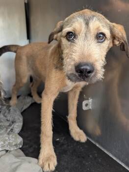 Border Terrier Dogs Available for Adoption in San Antonio, Texas - HUMPHREY | PetCurious