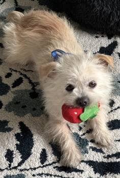 Maltese and Terrier Dogs Available for Adoption in Beaverton, Oregon - Wynston | PetCurious