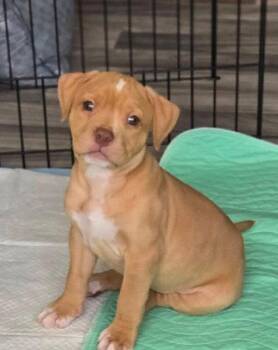American Staffordshire Terrier and Boxer Dogs Available for Adoption in Sayreville, New Jersey - Mac | PetCurious