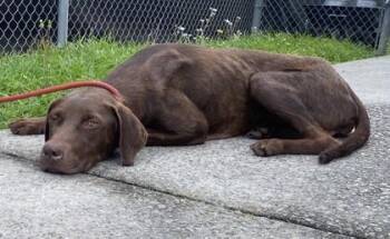Tajin -  Labrador Retriever and Mixed Breed Dog for Adoption in Conway, South Carolina - Tajin | PetCurious
