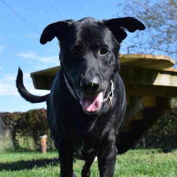 Elsa -  Black Labrador Retriever and German Shepherd Dog Dog for Adoption in Tomah, Wisconsin - Elsa | PetCurious