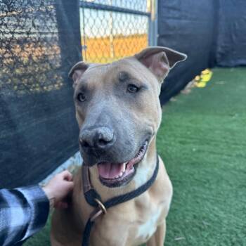 Nova -  Pit Bull Terrier and German Shepherd Dog Dog for Adoption in Canton, Illinois - Nova | PetCurious