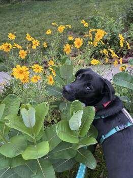 Rescue Labrador Retriever Dogs for Adoption in Columbia, Missouri - Mac | PetCurious