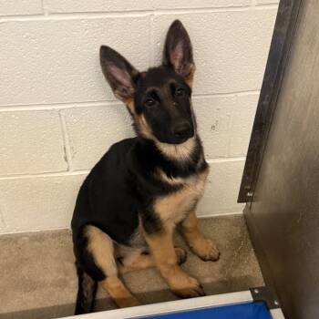Coco -  German Shepherd Dog Dog for Adoption in Sand Springs, Oklahoma - Coco | PetCurious
