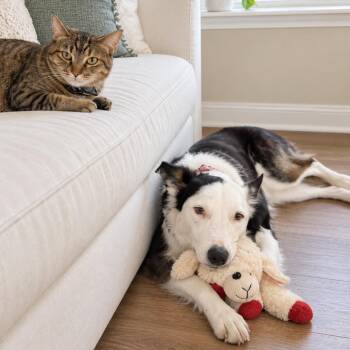 Kip -  Border Collie and Australian Shepherd Dog for Adoption in Austin, Texas - Kip | PetCurious