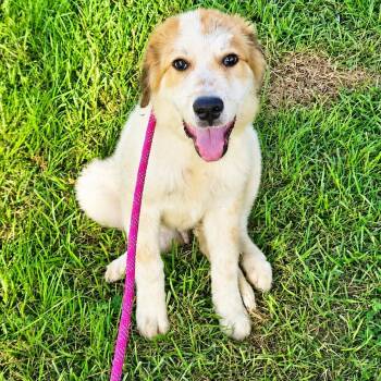 Graham -  Great Pyrenees Dog for Adoption in Tylertown, Mississippi - Graham | PetCurious