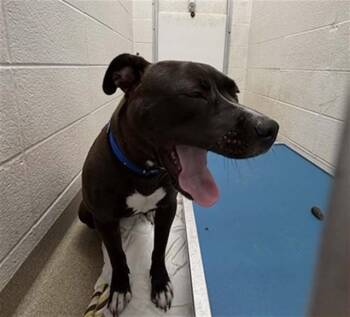 WAFFLES -  Pit Bull Terrier and Mixed Breed Dog for Adoption in St. Louis, Missouri - WAFFLES | PetCurious