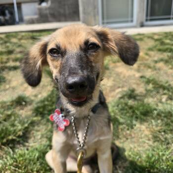 Trudy -  Mixed Breed Dog for Adoption in Mississauga, Ontario - Trudy | PetCurious