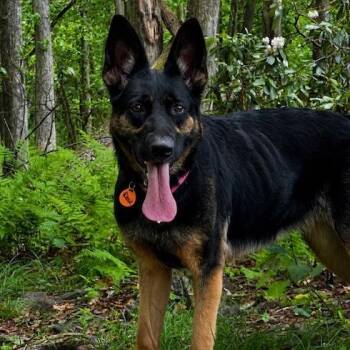 Rosie (26-246) -  German Shepherd Dog Dog for Adoption in New Ringgold, Pennsylvania - Rosie (26-246) | PetCurious