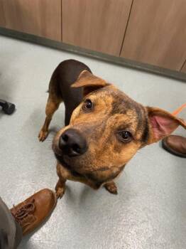 Doberman Pinscher and Pit Bull Terrier Dogs Available for Adoption in Baytown, Texas - BARTHOLOMEW | PetCurious