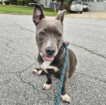 Pen 180 Jade -  Pit Bull Terrier and Dachshund Dog for Adoption in Lawrenceville, Georgia - Pen 180 Jade | PetCurious
