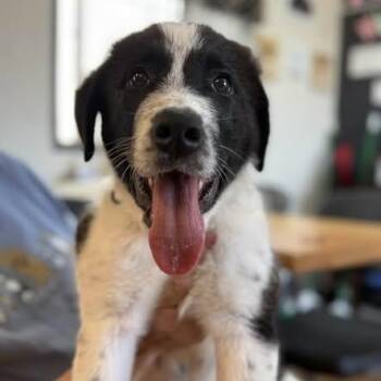Banjo -  Newfoundland Dog Dog for Adoption in Washington, Pennsylvania - Banjo | PetCurious