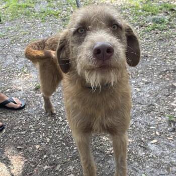 Airedale Terrier and Mixed Breed Dogs Available for Adoption in Indiantown, Florida - OLLIE 613 | PetCurious