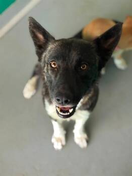 ARIEL -  German Shepherd Dog and Mixed Breed Dog for Adoption in Visalia, California - ARIEL | PetCurious