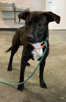 Labrador Retriever and Pit Bull Terrier Dogs Available for Adoption in Rockwall, Texas - Found Stray: Mercury | PetCurious