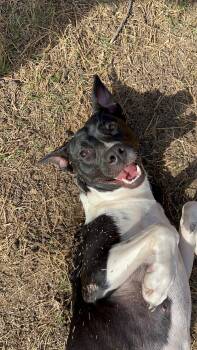 Labrador Retriever and Australian Cattle Dog Blue Heeler Dogs Available for Adoption - Queen Elizabeth | PetCurious