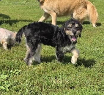 Enie -  Australian Shepherd Dog for Adoption in Terre Haute, Indiana - Enie | PetCurious