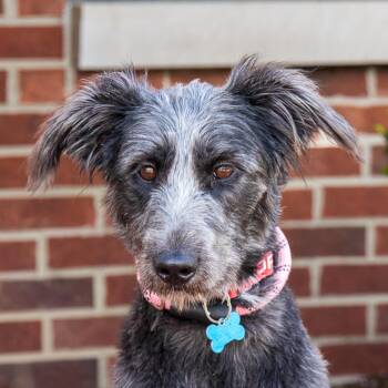 Poodle and Shepherd Dogs Available for Adoption in Arlington Heights, Illinois - Whinny | PetCurious