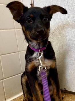 Terrier and Mixed Breed Dogs Available for Adoption in San Antonio, Texas - Ollie | PetCurious