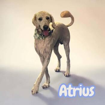 Labradoodle and Goldendoodle Dogs Available for Adoption in Chuckey, Tennessee - Atrius | PetCurious