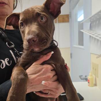 Mocha -  Mixed Breed Dog for Adoption in Fort Bragg, California - Mocha | PetCurious