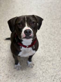 Quest -  Pit Bull Terrier Dog for Adoption in Youngstown, Ohio - Quest | PetCurious