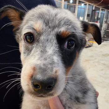 Mega Minda -  Mixed Breed Dog for Adoption in Leander, Texas - Mega Minda | PetCurious
