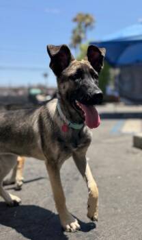 Rescue German Shepherd Dog and Mixed Breed Dogs for Adoption in Los Angeles, California - Anna | PetCurious