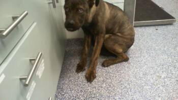 Pit Bull Terrier and Mixed Breed Dogs Available for Adoption - A1260517 | PetCurious