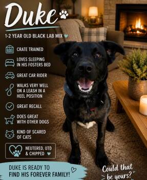 Labrador Retriever Dogs Available for Adoption in Walker, Louisiana - Duke | PetCurious