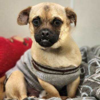 Pug Dogs Available for Adoption - Smidge - Chino Hills Location | PetCurious