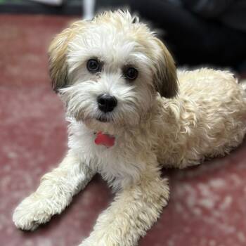 Bichon Frise and Pug Dogs Available for Adoption - Georgie Porgie | PetCurious