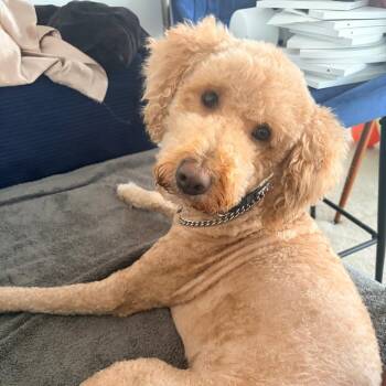 Luna -  Poodle and Mixed Breed Dog for Adoption in Chicago, Illinois - Luna | PetCurious