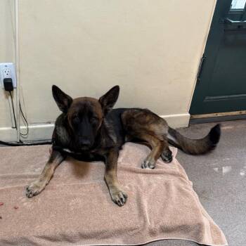 Crumpet -  Belgian Shepherd Malinois Dog for Adoption in Pasadena, California - Crumpet | PetCurious