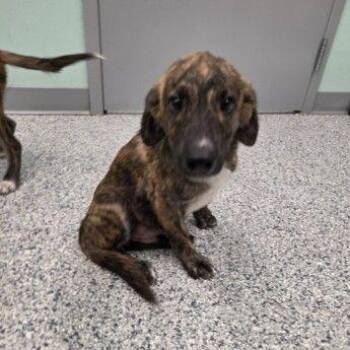 CT Cody -  Terrier and Mixed Breed Dog for Adoption in Stormville, New York - CT Cody | PetCurious