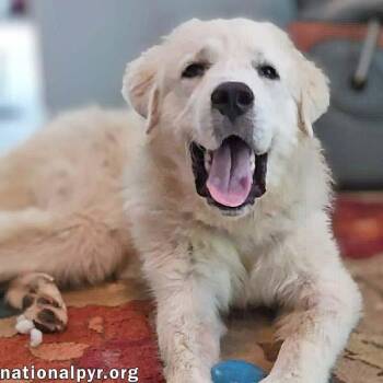 Max in NC - Excellent Meeting New People -  Great Pyrenees Dog for Adoption in Beacon, New York - Max In NC - Excellent Meeting New People | PetCurious