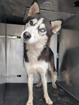 AKUMA -  Husky Dog for Adoption in San Antonio, Texas - AKUMA | PetCurious