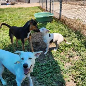 Dream -  Terrier and Mixed Breed Dog for Adoption in Corpus Christi, Texas - Dream | PetCurious