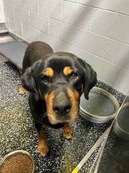 Rottweiler Dogs Available for Adoption in Jackson, Tennessee - Roxy | PetCurious
