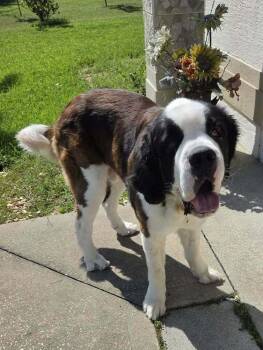 Walker -  Saint Bernard Dog for Adoption in St. Augustine, Florida - Walker | PetCurious