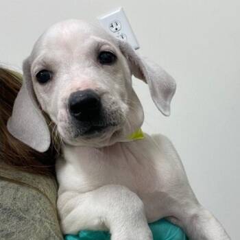 Mastiff and Shepherd Dogs Available for Adoption in Plainfield, Illinois - Everest | PetCurious