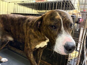 Rescue Boxer Dogs for Adoption in Crossville, Tennessee - ROSCO | PetCurious