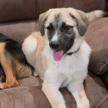 Molly -  Great Pyrenees and German Shepherd Dog Dog for Adoption in Warren, Rhode Island - Molly | PetCurious